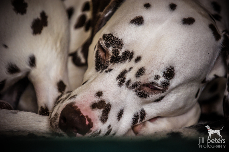 Schlafender Dalmatiner