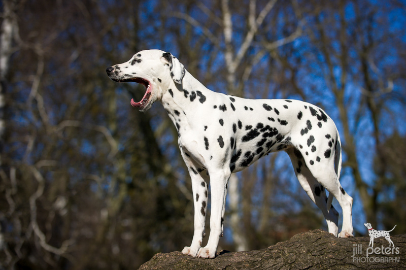 Tersicore Del Parnaso "Tess"