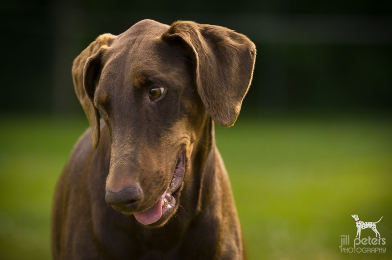 Dobermanndame Minute Dobermanndame Minute