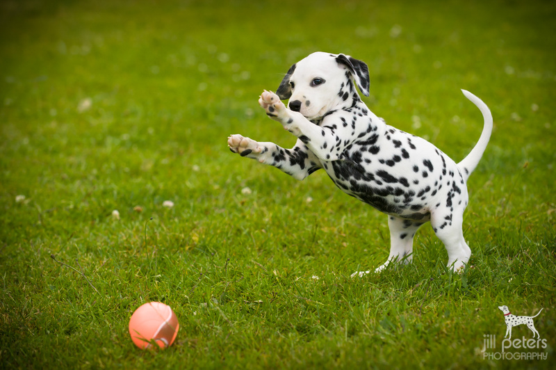 So geht das mit dem Ball :)©Jill Peters So geht das mit dem Ball :)©Jill Peters