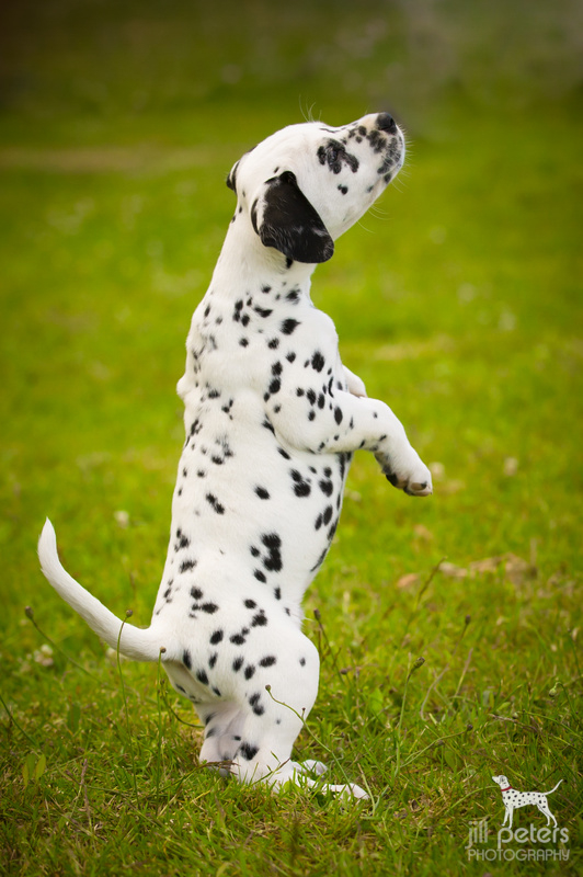 Smiling Spots C Wurf Smiling Spots C Wurf