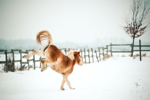 Haflinger