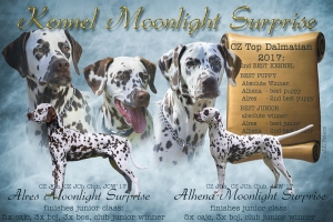 Kennel Moonlight Surprise