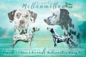 Announcement Kennel Mellanmöllan