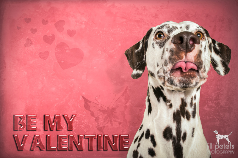 Valentinstag 2014 GER Ch. VDH & Club HR Ch. Caprilli’s I Have A Dream DZGD CW’13 NCDH CW’13 @ Jill Peters Valentinstag 2014 GER Ch. VDH & Club HR Ch. Caprilli’s I Have A Dream DZGD CW’13 NCDH CW’13 @ Jill Peters