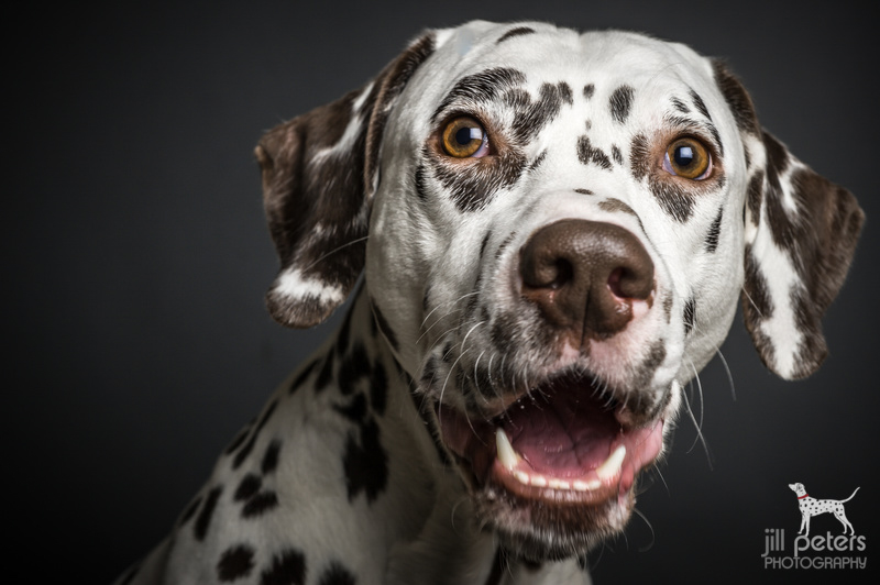 20140111_dalmi_14574_web