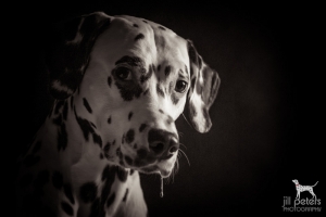 Dalmatian of Baskerville