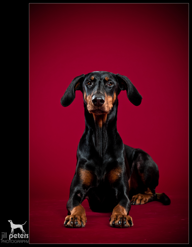 Dobermannhündin Fila