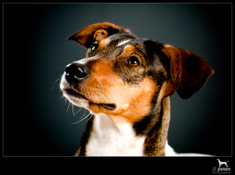 Terrier-Mix Pixie