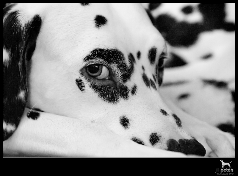 Dalmatiner Portrait, s/w Dalmatiner Portrait, s/w