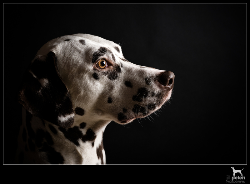Dalmatiner Portrait - Caprilli's I Have A Dream