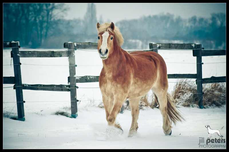 Haflinger-Stute "Fee"