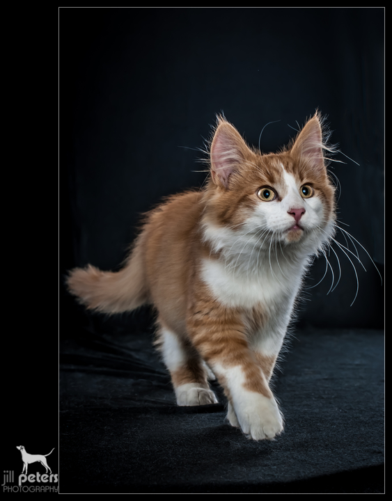Nowegische Waldkatze - Jungkater