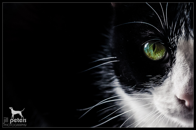 Katzenauge