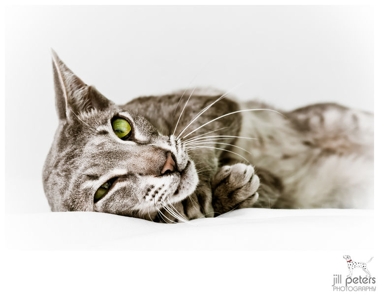 "Jedes Katzentier ist ein Meisterstück der Natur" Leonardo da Vinci