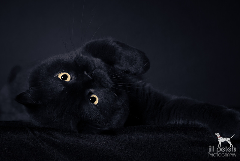 BKH-Kater "Neelix" ist einfach ne coole Socke.