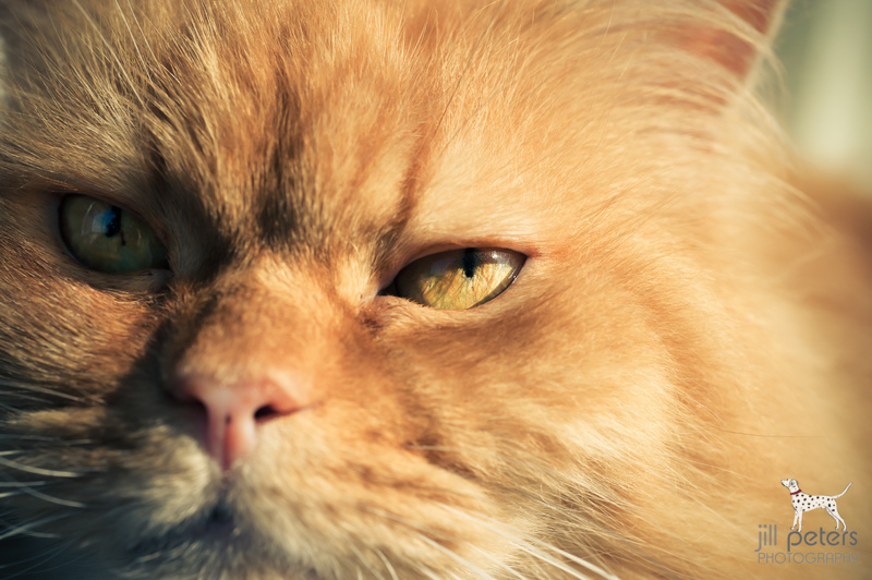 Nikon D700, Micro Nikkor 60 mm f/2.8 plus Oskar plus Sonne und Schatten; LR4