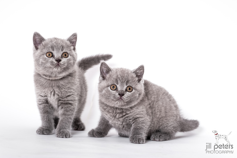 British Shorthair Kitten