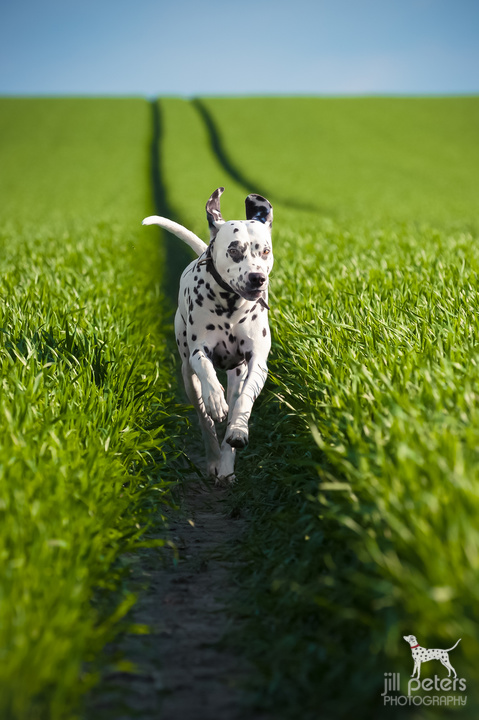 Dalmatiner im Feld