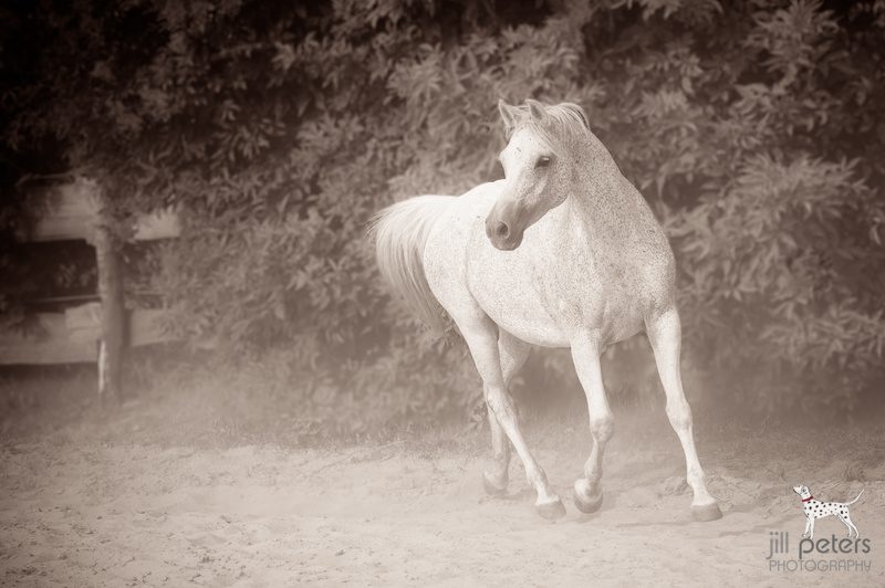 Araberstute Ciabatta auf dem Sandplatz, in Sepia