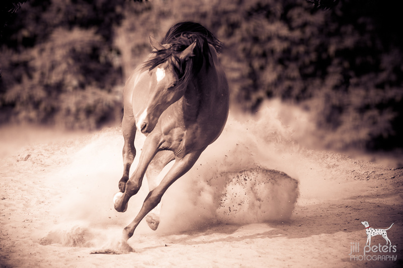 Araber Macao tobt durch den Sand