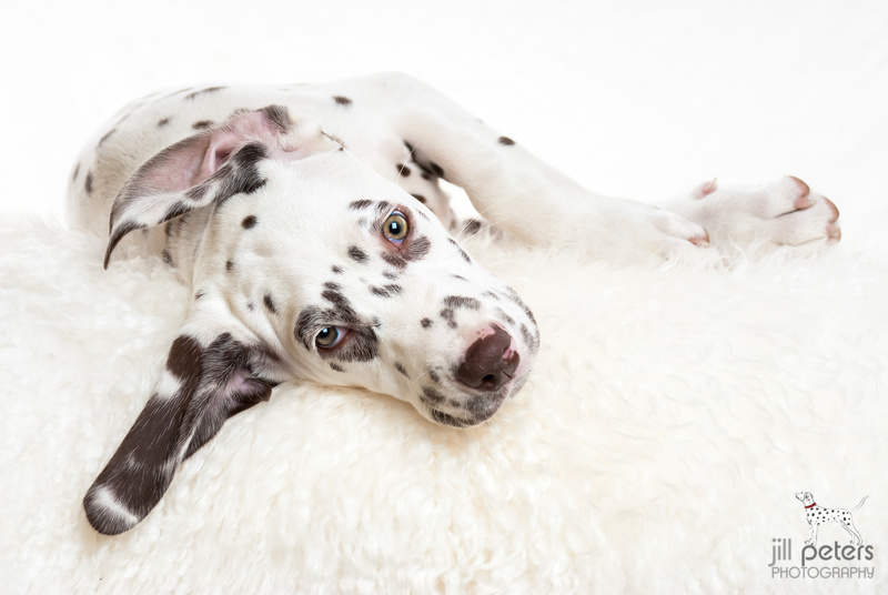 Caprilli's I Have a Dream