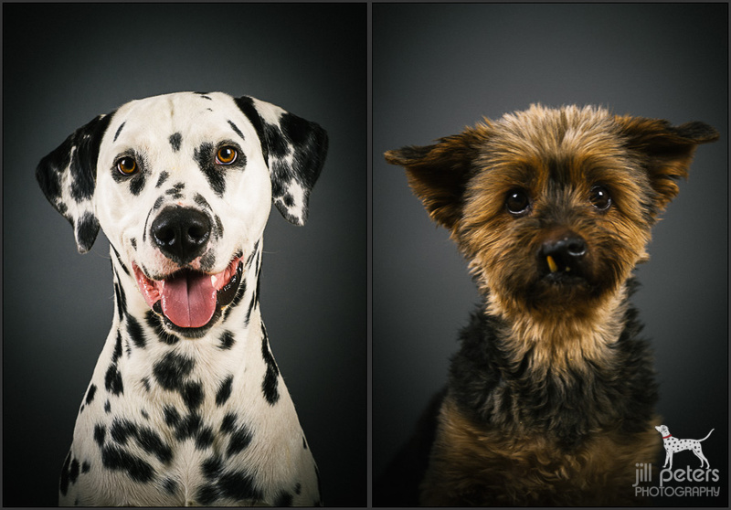 Oscar und Teddy Ein auf den ersten Blick etwas ungewöhnliches Duo, das es jedoch blendend versteht jedermann um die Pfote zu wickeln!