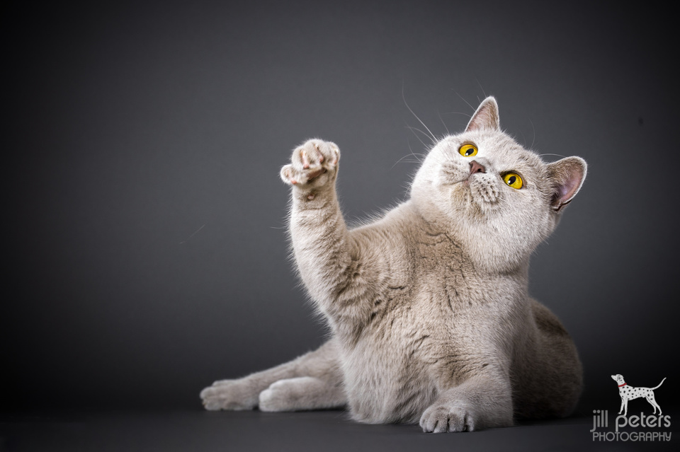 Britisch Kurzhaar in Lilac