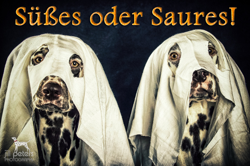 Dalmatiner - Süßes oder Saures