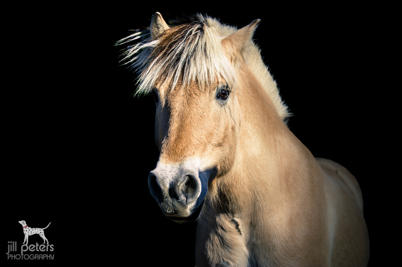 Fjordpferd Willi