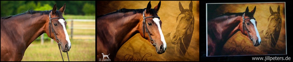 Hannoveraner Stute Paula - Vom Fotoshooting zum Composing auf Leinwand