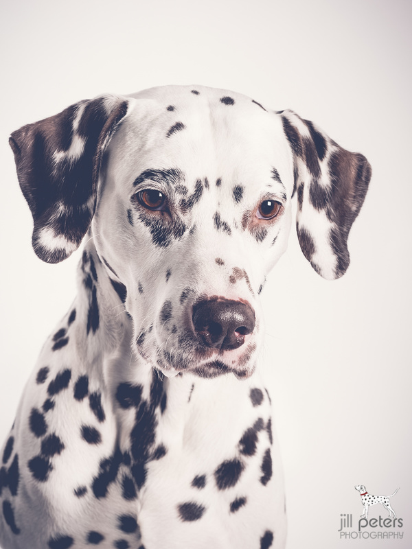 Portrait Humphrey