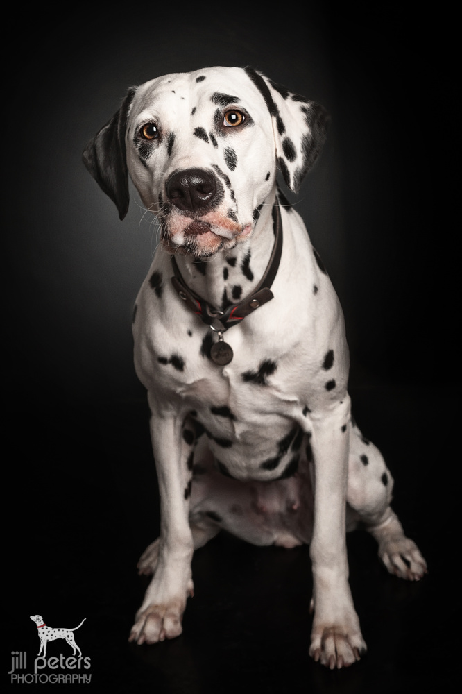 Studio: Auri